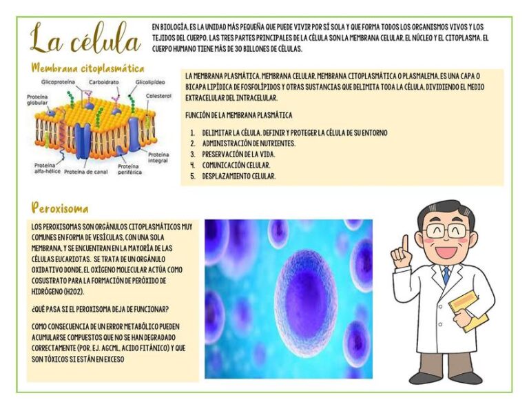 Citoplasma: Qué es y cuál es su función en las células