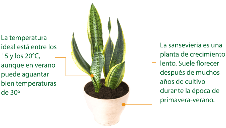 Clavel chino: cuidados, riego, siembra y ubicación ideal