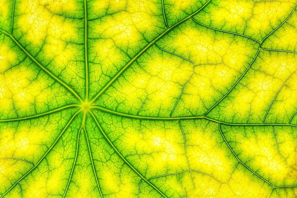 clorofila que es tipos y para que sirve en la naturaleza