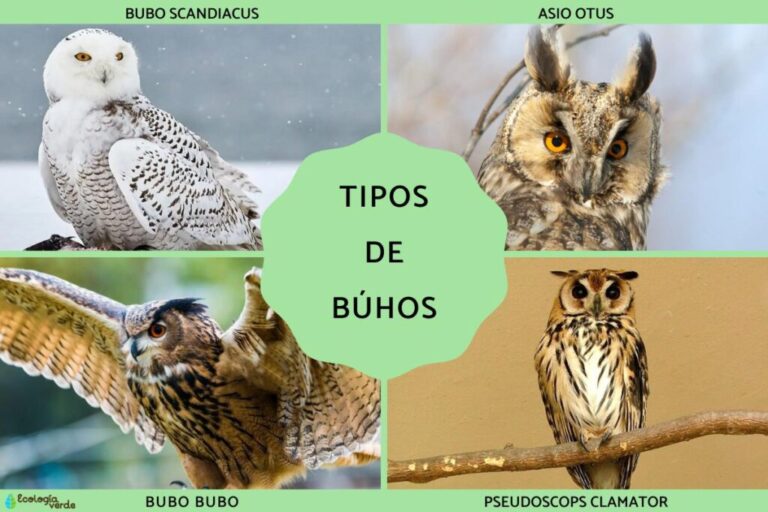 Cobaya Sheltie: Características, Cuidados y Fotos Esenciales