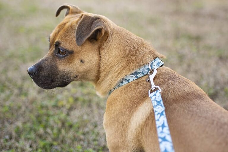 Collar para perros: Descubre los mejores collares para perro