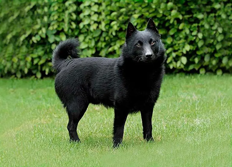 colores border collie descubre el encanto del lilac y mas