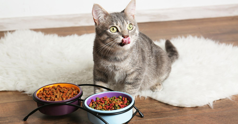 comida para gata esterilizada la mejor opcion para su salud