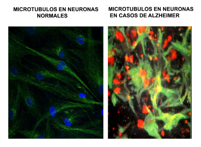 Cómo afectan los xenobióticos al medio ambiente y qué soluciones proponen