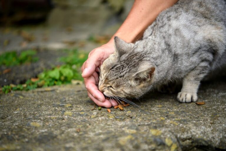 Cómo alimentar adecuadamente a los gatos callejeros