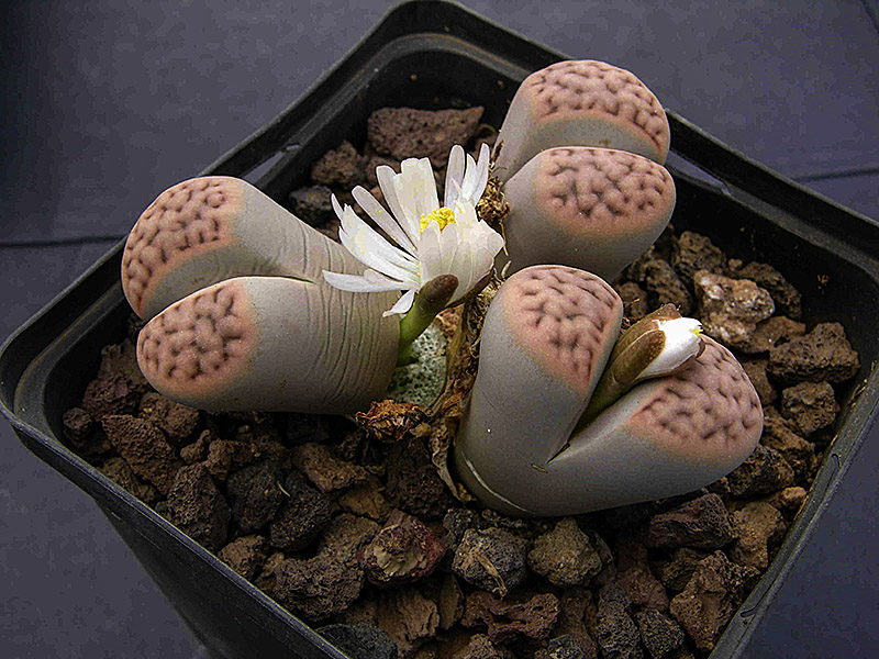 Cómo apreciar y cuidar los Lithops Karasmontana adecuadamente