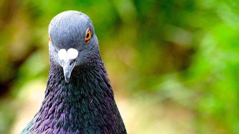 Cómo atraer las aves a tu jardín: tips y trucos efectivos