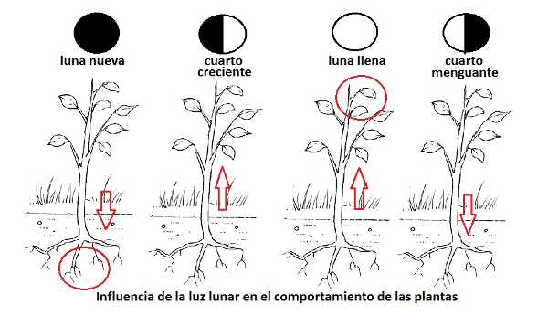 Cómo crecen las plantas y qué factores afectan su desarrollo