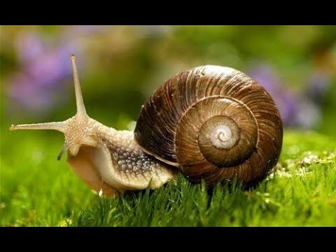 Cómo criar un caracol en casa: guía para caracoles bebés