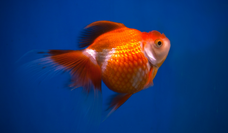 Cómo cuidar a tus peces payaso para que sean felices