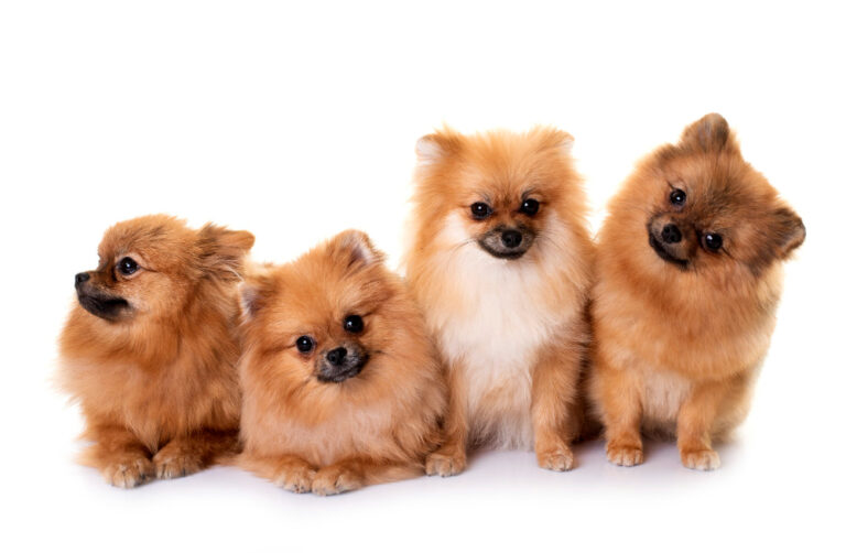 Cómo cuidar a un cachorro pomerania para su felicidad y salud
