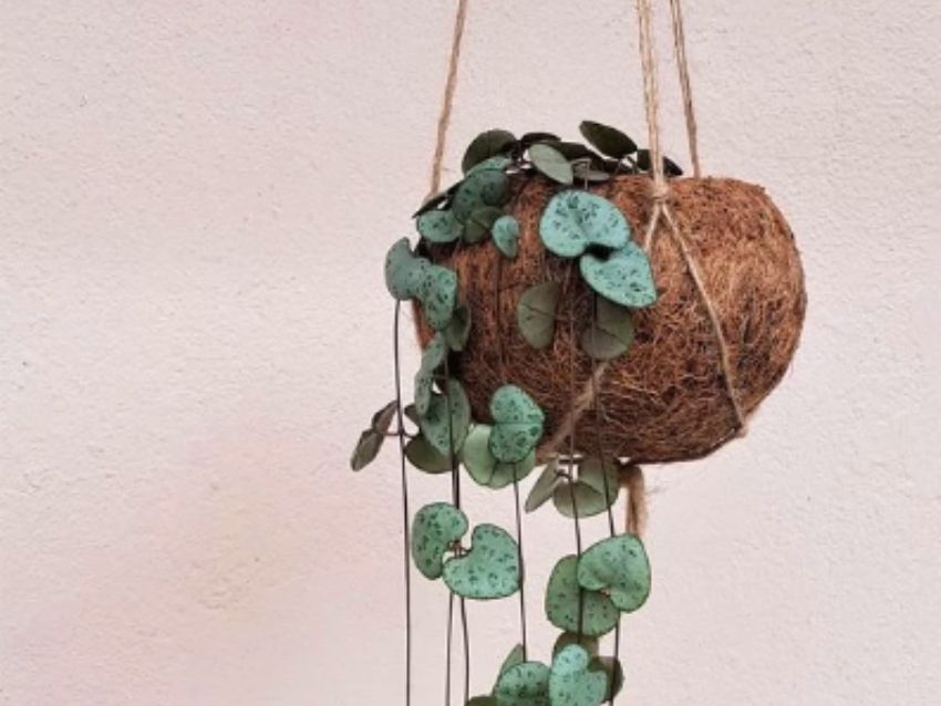 como cuidar adecuadamente la ceropegia woodii planta collar de corazones