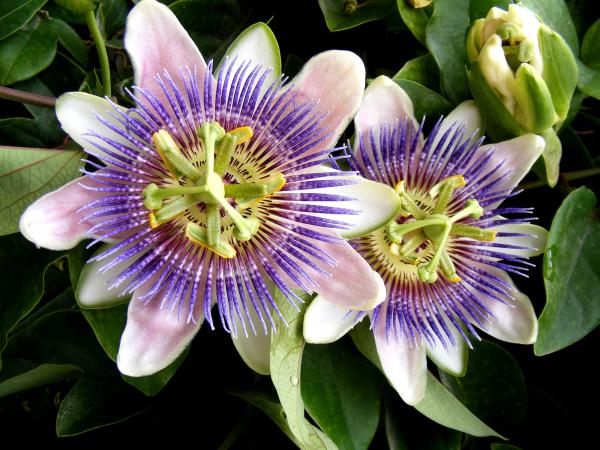 Cómo cuidar adecuadamente la Passiflora caerulea en casa
