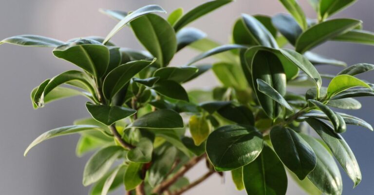 Cómo cuidar adecuadamente tu planta de brezo para que crezca sana