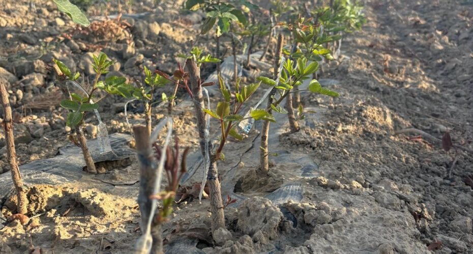 como cuidar adecuadamente un arbol de pistacho al plantarlo