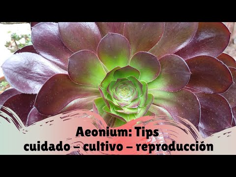 Cómo cuidar aeonium tabulaeforme de forma efectiva