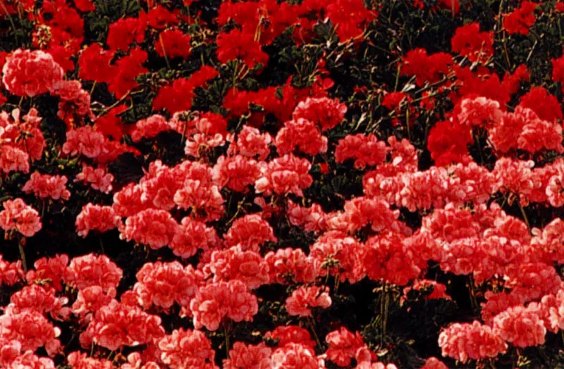 como cuidar celosia argentea plumosa con hojas caidas