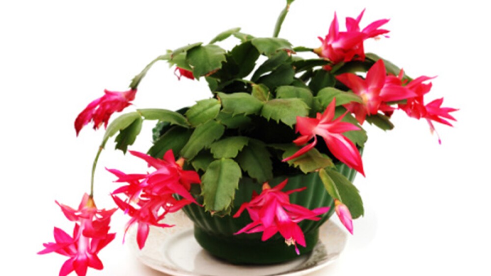 como cuidar el cactus de navidad sustrato riego y abono