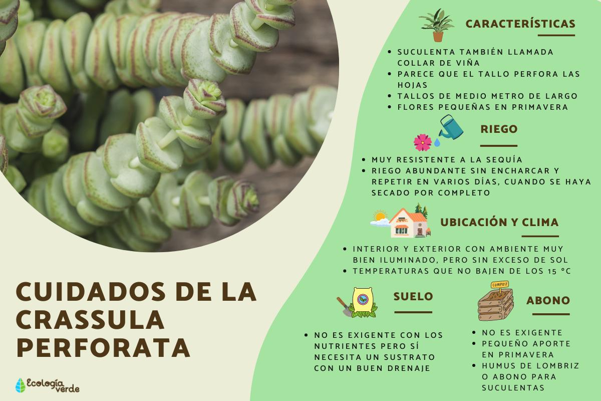 Cómo cuidar la Crassula: tipos, enfermedades y reproducción