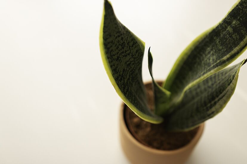 como cuidar la planta lengua de suegra sansevieria trifasciata