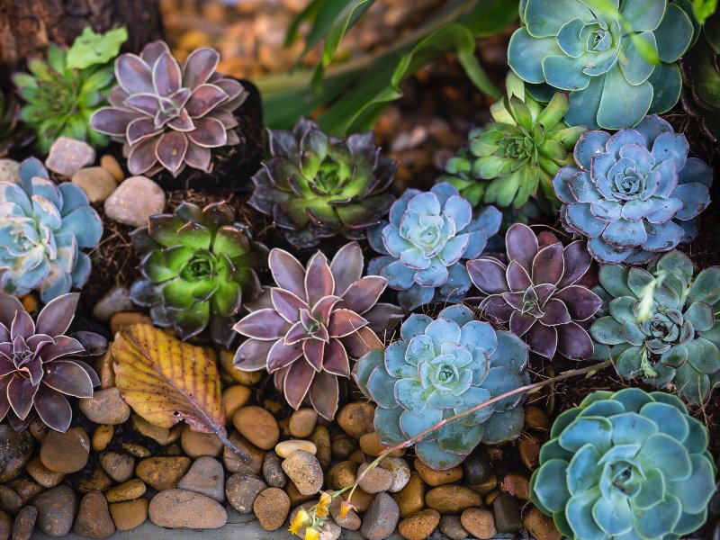 Cómo cuidar las Echeverias para mantenerlas saludables
