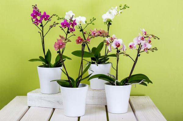 Cómo cuidar orquídeas para que se mantengan hermosas