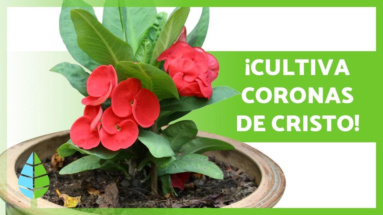 Cómo cuidar y hacer crecer la Corona de Cristo en casa
