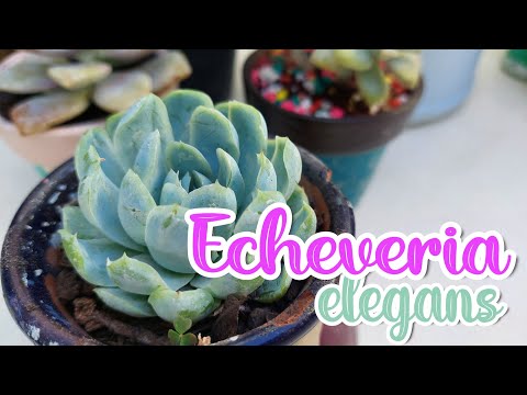 Cómo cuidar y lograr la floración de la Echeveria elegans