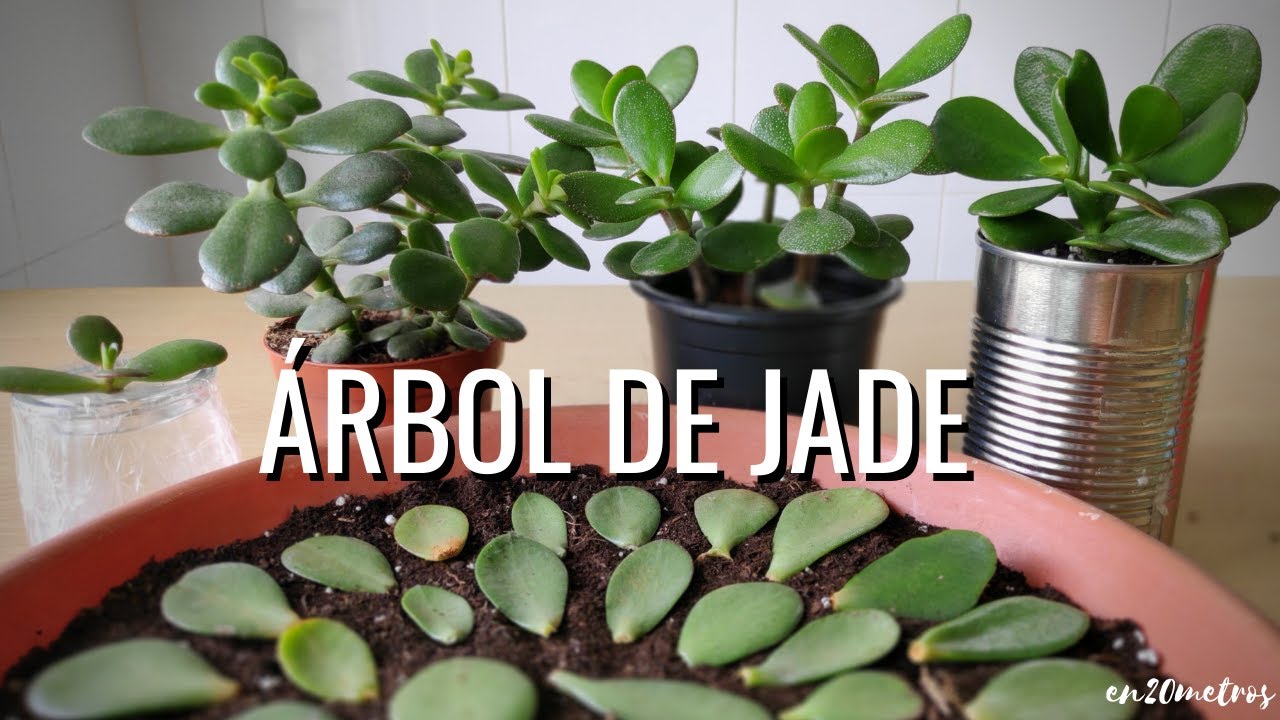 Cómo cuidar y propagar Crassula ovata (árbol de jade)