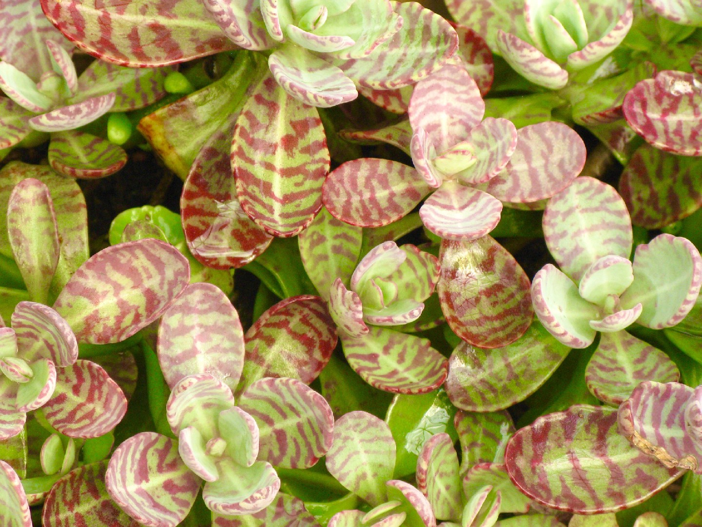 Cómo cuidar y propagar Kalanchoe humilis en interiores