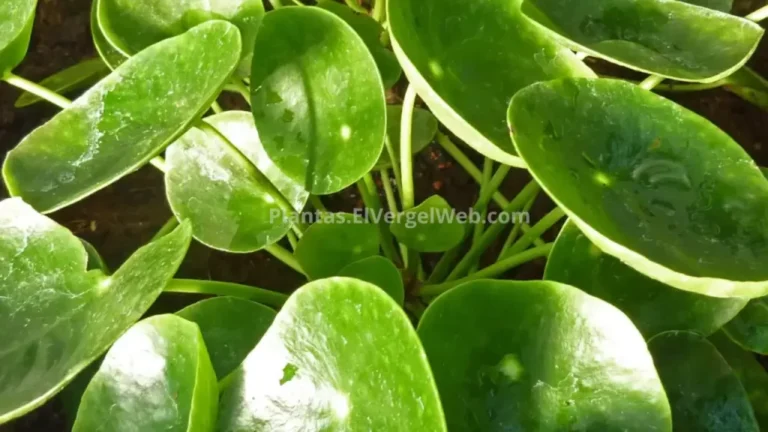 Cómo cuidar y reproducir adecuadamente la Pilea involucrata