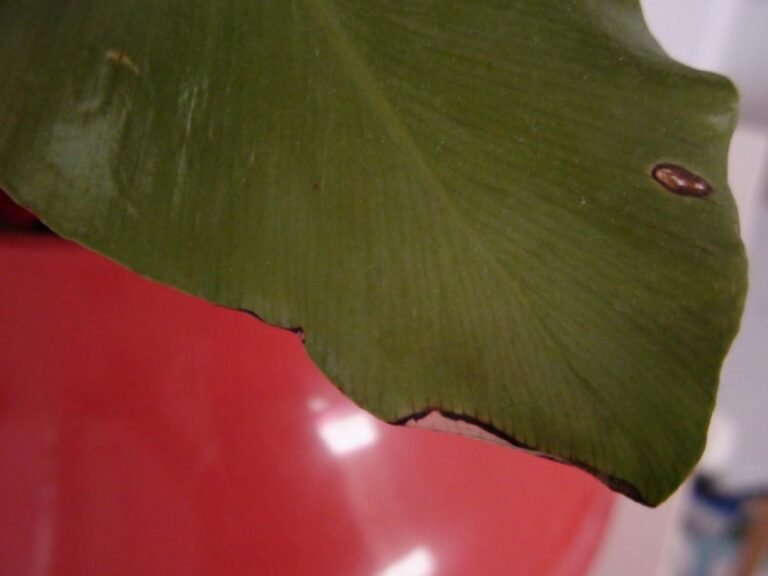 Cómo cuidar y reproducir Asplenium nidus adecuadamente