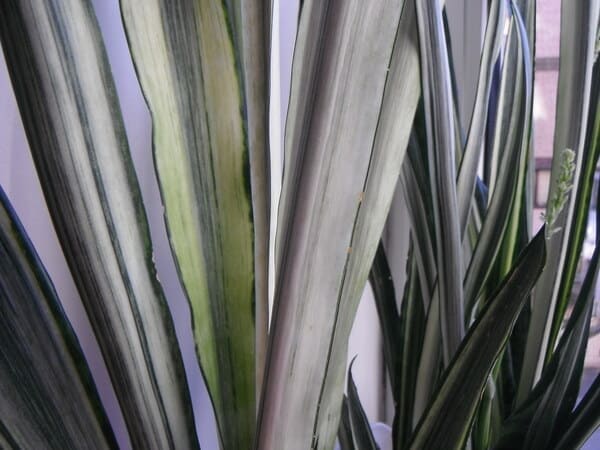 Cómo cuidar y reproducir Echeveria laui de manera efectiva