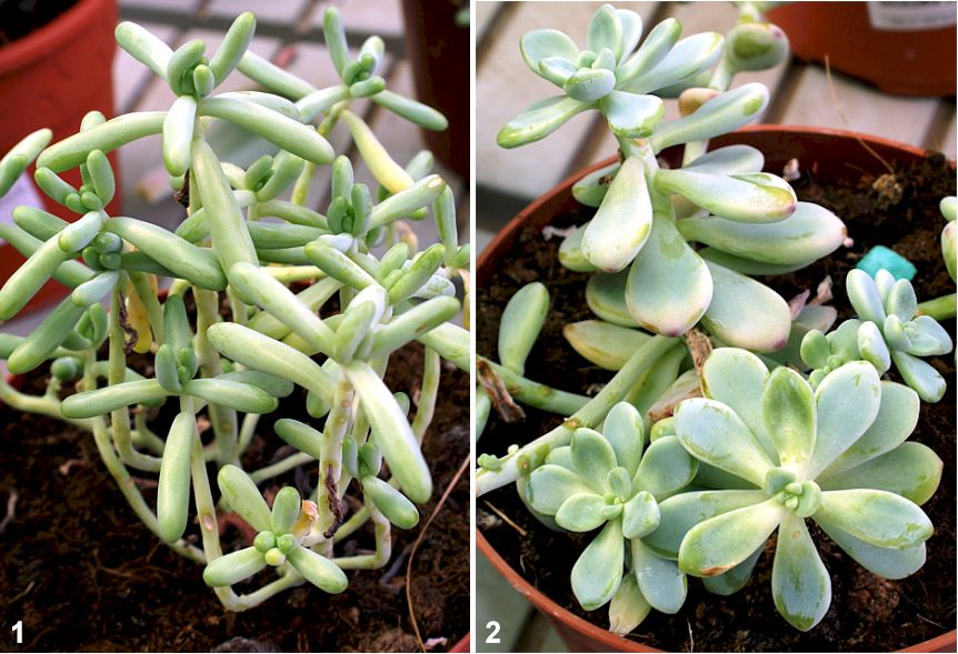 como cuidar y reproducir efectivamente portulaca grandiflora