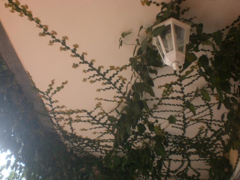 Cómo cuidar y reproducir el Ficus Pumila, la planta del muro