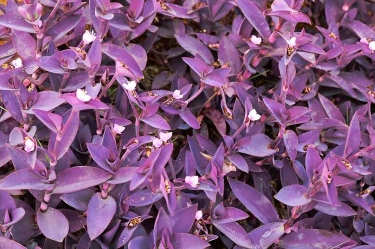 Cómo cuidar y reproducir el Maguey Morado y sus beneficios