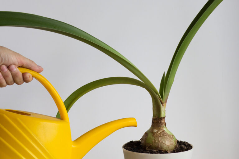 Cómo cuidar y reproducir la planta amarilis correctamente