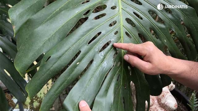 Cómo cuidar y reproducir Monstera adansonii sin hojas amarillas