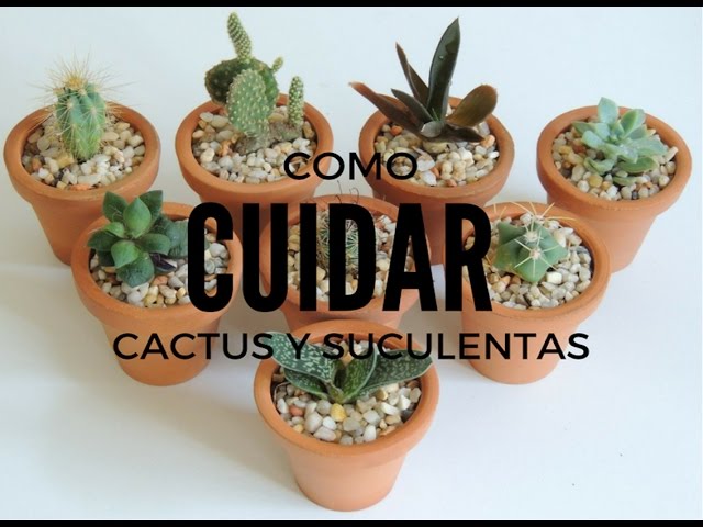 Cómo cultivar suculentas en casa de forma sencilla
