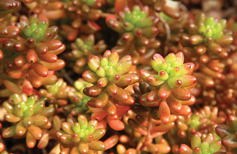 Cómo cultivar y cuidar Sedum Rubrotinctum en tu hogar