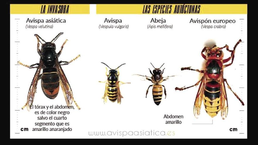 como diferenciar la picadura de abeja avispa y abejorro