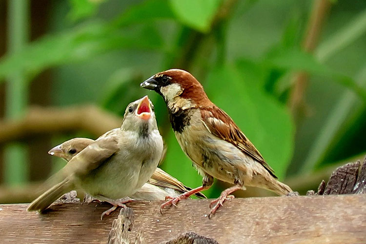 cómo disfrutar de la observación de aves como avistador