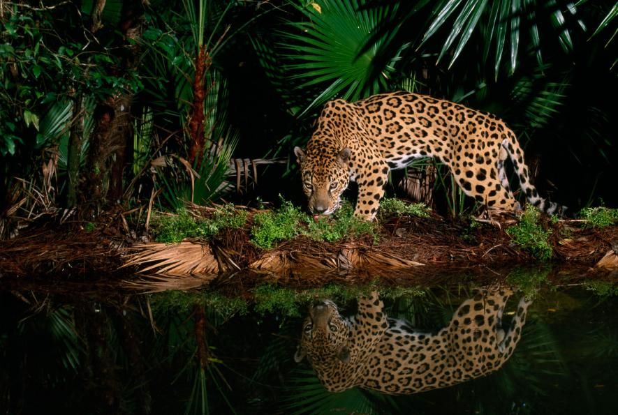 como distinguir facilmente entre un jaguar y un leopardo