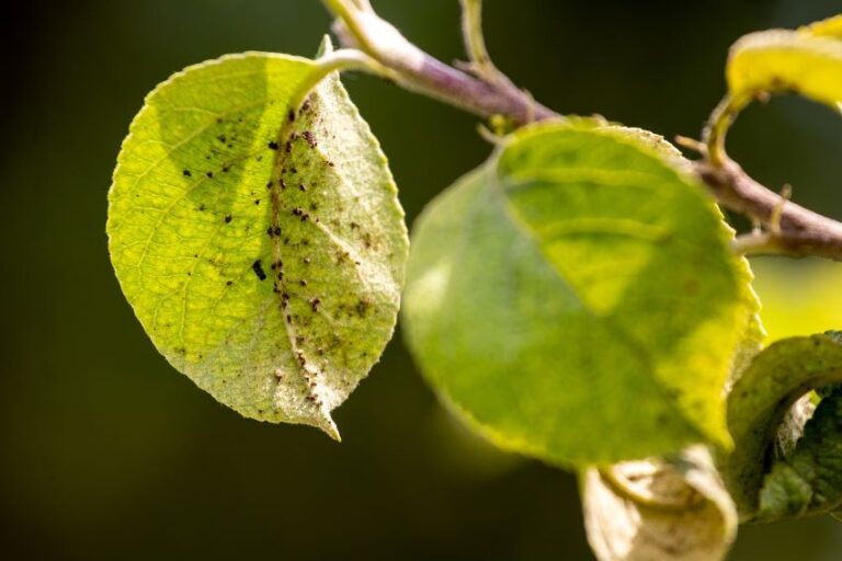 Cómo eliminar plagas y enfermedades en las plantas efectivamente
