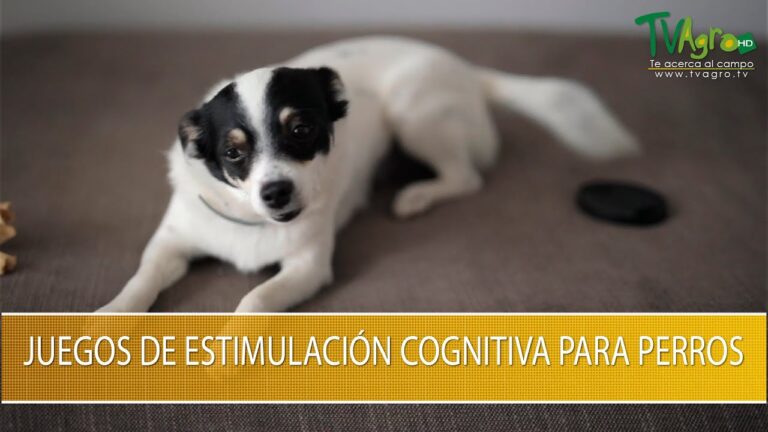 Cómo entrenar eficazmente a tu perro con condicionamiento operante