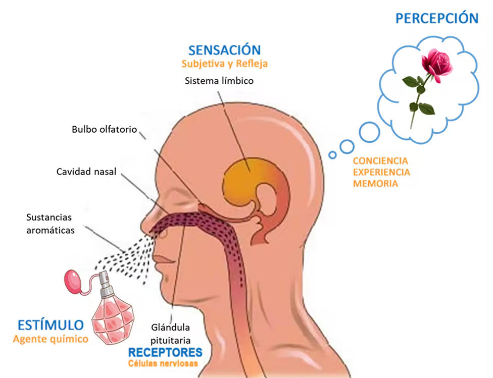 como entrenar tu cerebro para recuperar el olfato tras covid