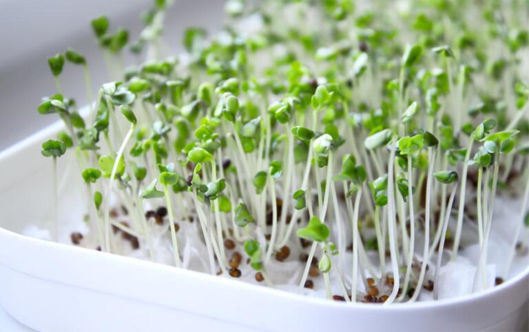 Cómo germinar semillas de aguacate: guía práctica y consejos