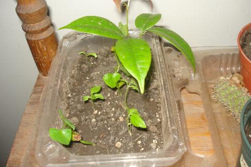 cómo germinar una nuez con éxito en un árbol de nuez