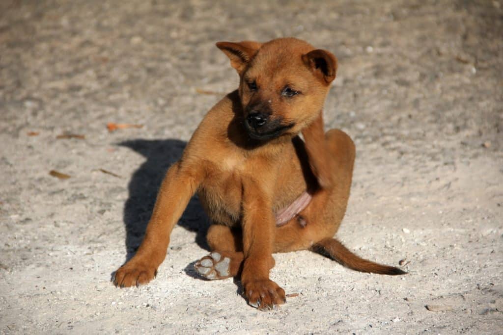 como hacer repelente de mosquitos casero y efectivo para perros