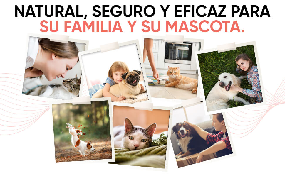 como hacer un spray antipulgas casero para gatos 8 remedios